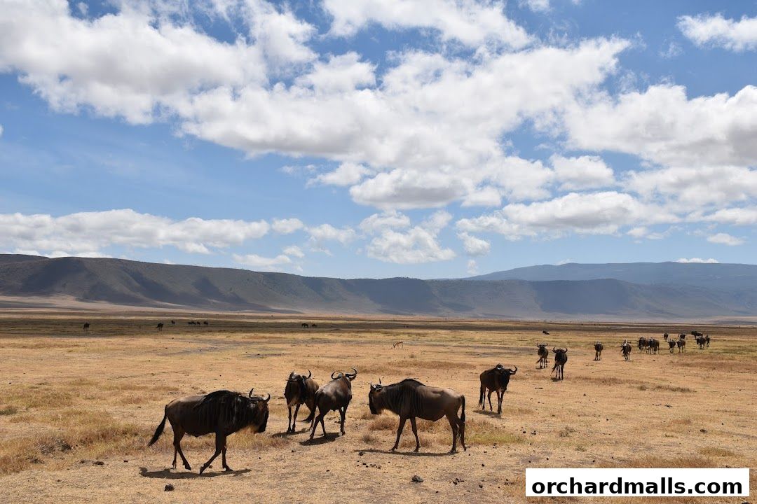 X-Trekkers Adventure